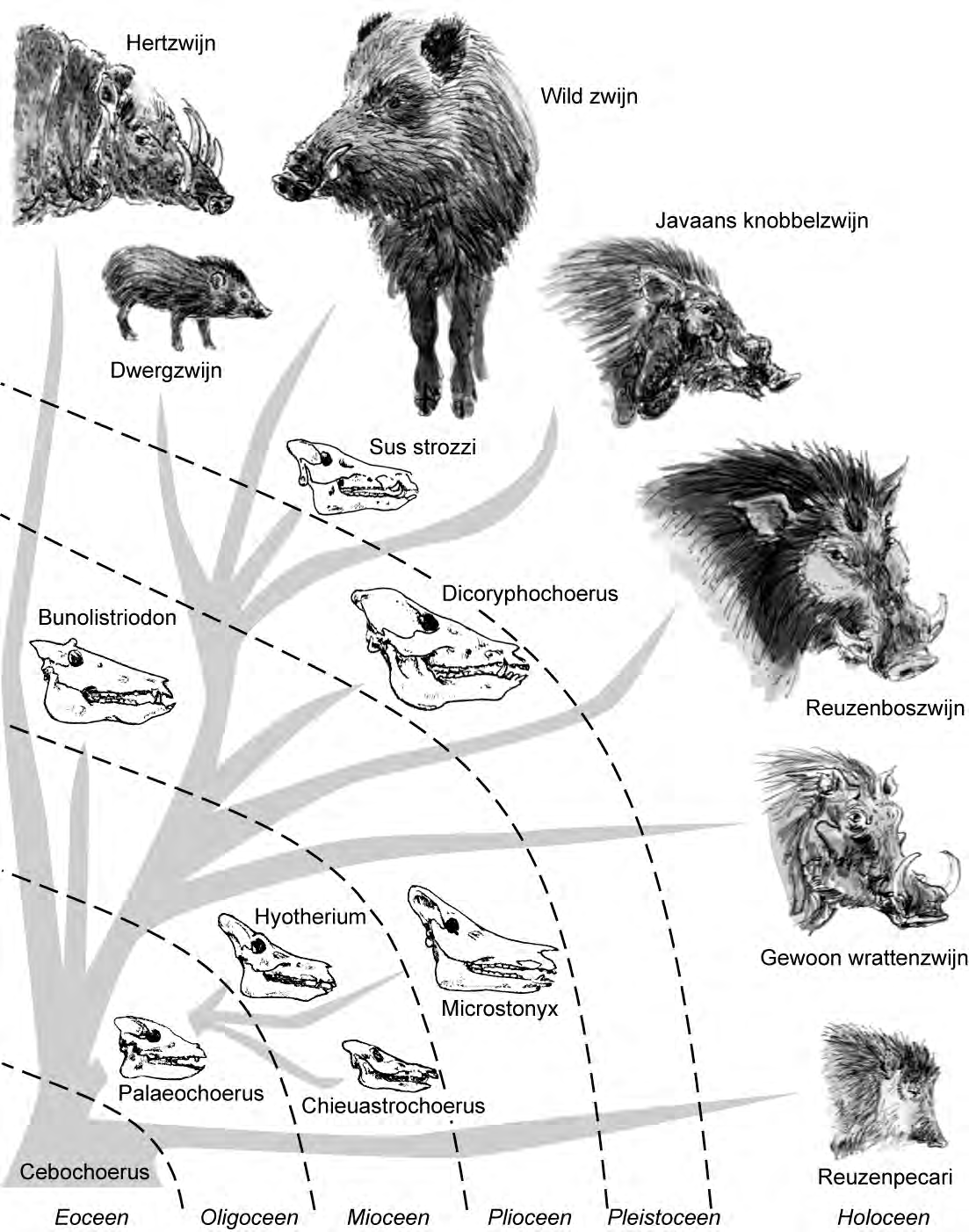 Evolutie van varkensachtigen Hertzwijn Wild zwijn Javaans knobbelzwijn Dwergzwijn Sus strozzi Bunolistriodon Dicoryphochoerus Reuzenboszwijn Hyotherium Gewoon wrattenzwijn Microstonyx Palaeochoerus