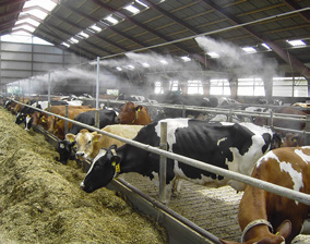De matras beweegt beter met de poten en hakken van de koe mee zodat daar minder problemen optreden.