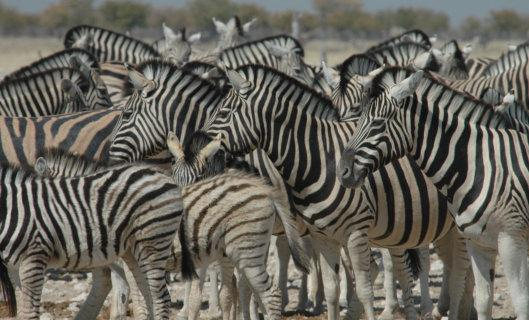 Overnachting in Frans Indongo Lodge***/*, Dag 18: Waterberg Plateau Windhoek (ca ca 280lm) U begeeft zich naar de luchthaven waar u uw huurwagen afgeeft.