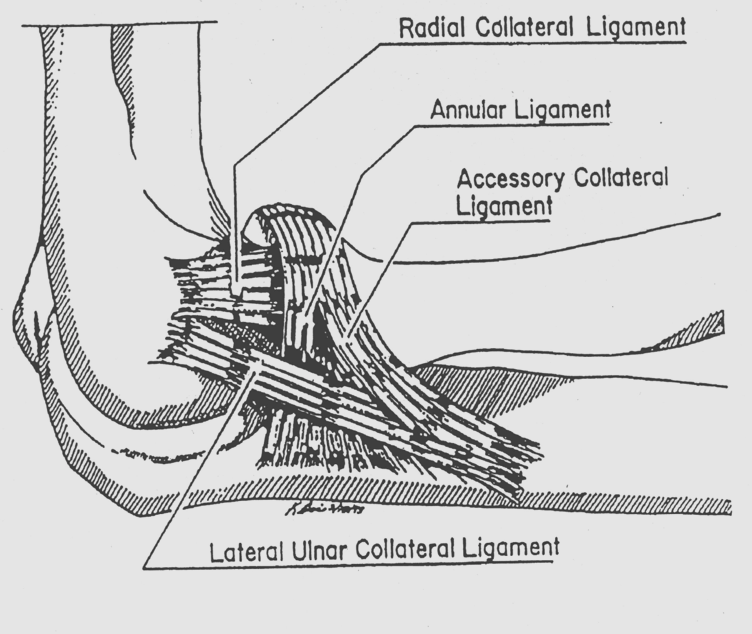 fig. 5.47 Opbouw van het laterale ligament complex van de elleboog. Dit ligamentcomplex dient de elleboog vooral te stabiliseren tegen posterolateraal gerichte krachten. Letsel van met het lig.