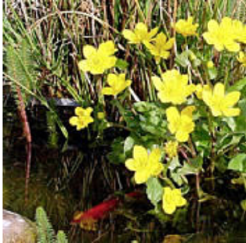 Alle soorten waterplanten mag je meerekenen om aan dit percentage te komen.