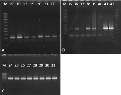Figuur 21. Amplificatieproduct van species en chemotype PCR (A: identificatie F.