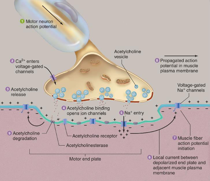 Neuromusculaire junctie Motor axon komt uit bijv. het ruggenmerg en gaat een vertakking aan, zenuw vertakking met een spiercel.