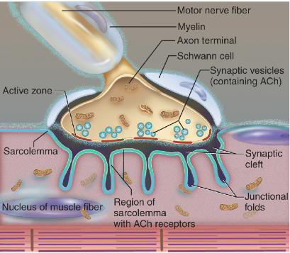 Als die zenuwprikkeling aankomt in het axon terminal, dan komen de synaptic vesicles met Acetyl Choline vrij door een proces dat heet exocytose.