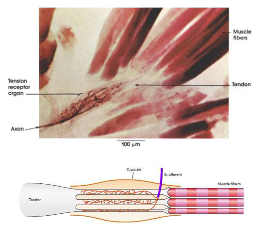 Golgi tendon receptoren geven meer actiepotentialen af naarmate de lengte van de pees toeneemt, de lengte van een pees neemt meer