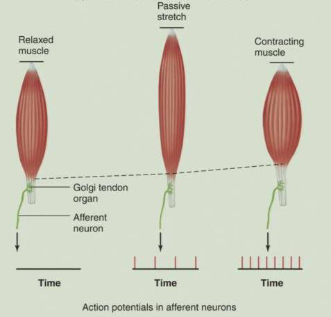 Golgi tendon receptoren (orgaantjes) monitoren van spierkracht: ZITTEN IN DE PEES Relaxeerde spier: golgi tendon orgaantjes geven