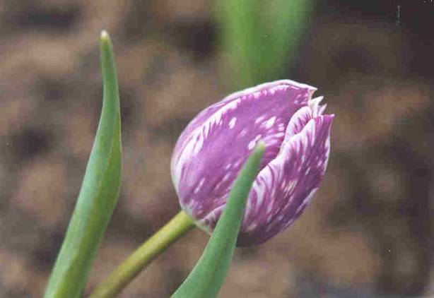 Na de bewaring bij 25 C werden de bollen veertien weken bewaard bij 5 C alvorens ze werden opgeplant in potten en in bloei werden getrokken bij 18 C in de kas voor bloei in februari (open dag