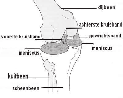 Kijkoperatie in het gewricht Binnenkort wordt bij u een kijkoperatie (artroscopie) verricht om te kijken wat de oorzaak kan zijn van uw gewrichtsklachten en deze zo nodig meteen te behandelen.