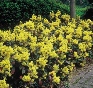 Enkele struiksuggesties: Mahonia is e e n w in te r g r o e n e, tr a a g g r o e ie n d e h e e s te r.