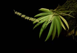 Ornithocephalis Herkomst: M-Z Amerika Cultuur: warm-gematigd Dendrobium detiolatum