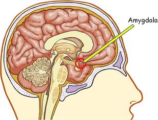 Angst Angst ontstaat in de hersenen in de amygdala.