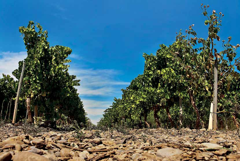 Príncipe de Viana Príncipe de Viana in Navarra is één van de meest moderne en vooruitstrevende wijnbedrijven in Spanje. Sinds de oprichting in 1983 groeit het bedrijf nog steeds.