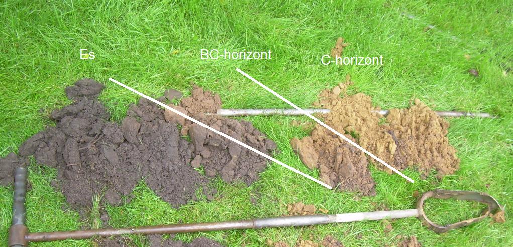 Afbeelding 17. Bodemopbouw boring 2 Twee boringen wezen op een verstoring. In boring 4 is de bodemopbouw tot op de overgang van de BC-horizont naar de C-horiont verstoord.