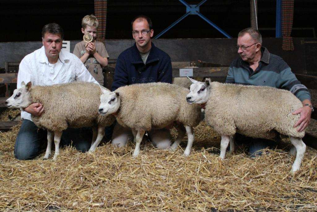 Fokkers met minder schapen kunnen altijd met 1 of meer dieren blijven meedoen aan individuele rubrieken.