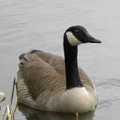 Grote canadese gans Het aantal lag meestal tussen 4 en 12 stuks. Foto: Wim Deeben grote canadese gans 20 febr. 8 febr. 27 jan. 1 7 jan. 25 dec. 21 dec. 6 dec. 27 nov.