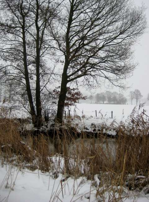 Blauwe kiekendief Slechts enkele waarnemingen, Dommelbeemden Veldhoven een mannetje op 29 december 2010. Op 8, 9 en 17 januari 2011 een vrouwtje rondvliegend omgeving Klotputten Eindhoven.