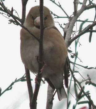 Appelvink Slechts een waarneming van