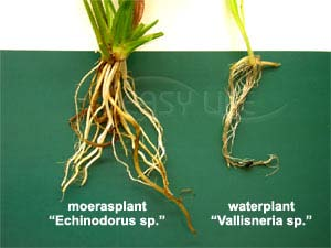 December 2010 Foto 1: verschil in wortelstructuur De moerasplant (onechte waterplant) bezit een duidelijk grotere en beter ontwikkelde wortelstructuur vergeleken met de wortelstructuur van de echte
