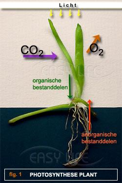Mei 2010 Driehoeksrelatie : nader bekeken in de artikelen Het valt op dat de plant gebruik maakt van 3 relevante factoren : licht CO2 anorganische voedingsstoffen Deze factoren zijn