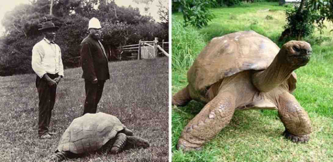 Een Foto Uit 1902 En Uit 2014: Een In Zwart-wit, De Andere In Kleur, Maar De Schildpad Is Hetzelfde De trage maar gestage schildpad wint het altijd van de haastige haas.