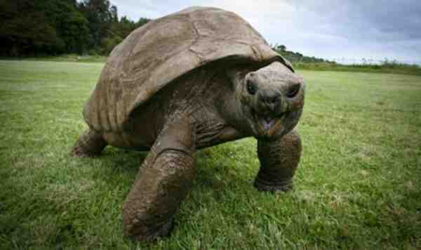 Ze denken dat hij ongeveer in 1830 is geboren, schildpadden doen er namelijk 50 jaar over om zo groot te worden.