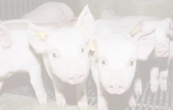 PraktijkRapport Varkens 41 Scheiding van varkensmest