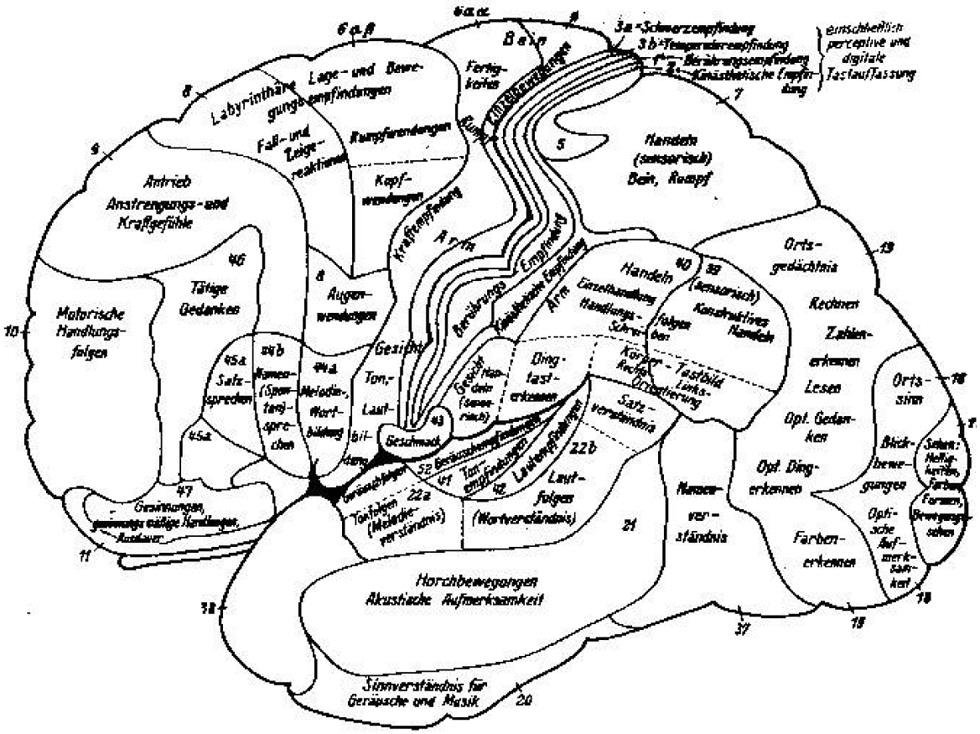 Figuur 2: Hersenkaarten van Kleist(1922), gemaakt op basis van oorlogsletsels: alles is ingevuld. Tussen beide wereldoorlogen werden de gevolgen van lokale schotverwondingen in kaart gebracht.