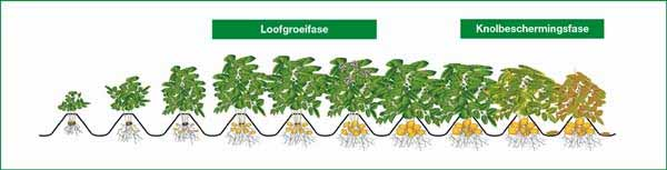 deze fase van de teelt geen enkel effect hebben op de mate van Alternaria in de tweede helft van het groeiseizoen Naast deze objecten is er ook gebruik gemaakt van het adviesprogramma Plant-Plus van