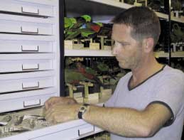 DR. R.W.R.J. DEKKER, CONSERVATOR VOGELS VAN HET NATIONAAL NATUUR- HISTORISCH MUSEUM NATURALIS foto: Nationaal Natuurhistorisch Museum Naturalis SOMS VALT ALLES OP ZIJN PLAATS.