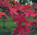 bruine twijg (Acer freemanii Autumn Blaze ) vorm: ovaal hoogte: 12-17 m breedte: 9-12 m plaats: zonnig tot halfschaduw, verdraagt wind bodem: open, verdraagt droogte, kalkrijk zone: 4-8