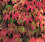 groen blad herfst: rood/oranje/geel blad, groenbruine vrucht winter: roodbruine twijg, grijze gegroefde bast, bruine vrucht lente: geelgroene bloei, groen blad zomer: groen blad herfst: