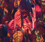 groen blad herfst: oranje/rood blad, rode vrucht (weinig) winter: glanzend bruine twijg, glanzend bruine bast lente: gele katjes, groen blad zomer: groen blad herfst: rood blad, bruine