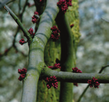 Cercis canadensis Amerikaanse Judasboom vorm: meerstammige heester of boom, afgeplat rond hoogte: 6-8 m breedte: 8-10 m plaats: zonnig, windbeschut, verdraagt hitte bodem: kalkhoudend, doorlatend,