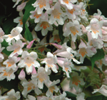 doorlatend, kalkrijk zone: 5-9 gebruik: park, tuin, groenstrook Prunus serrulata Kanzan Japanse sierkers vorm: breed vaas, halfopen, laag vertakt hoogte: 8-10 m breedte: