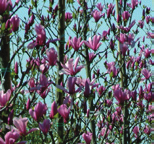 Magnolia Galaxy Beverboom, valse tulpenboom vorm: meerstammige heester of kleine boom, piramidaal hoogte: 8-12 m breedte 5-8 m plaats: zonnig tot halfschaduw, windbeschut