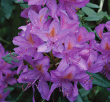bloei winter: bruine twijg Rhododendron Catawbiense Grandiflorum Rhododendron vorm: wintergroene heester hoogte: 1,5-2,5 m breedte: 1,5-2,5 m plaats: halfschaduw bodem: