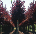 Prunus virginiana Shubert Sierkers vorm: ovaal, halfopen hoogte: 8-10 m breedte: 5-7 m plaats: zonnig tot halfschaduw, windbeschut bodem: kalkhoudend, humeus, doorlatend zone: 2-8 gebruik: straat,