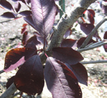 Prunus virginiana Canada Red Virginische vogelkers vorm: ovaal, halfopen hoogte: 8-10 m breedte: 5-7 m plaats: zonnig tot halfschaduw, windbeschut bodem: kalkhoudend, humeus, doorlatend zone: 2-8