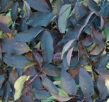 Fraxinus americana Autumn Purple Amerikaanse es vorm: breed eirond hoogte: 15-18 m breedte: 10-15 m plaats: zonnig, verdraagt wind bodem: vochtig, iets zuur zone: 4-9 gebruik: straat, laan, plein,
