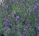 Lavandula angustifolia Munstead Lavendel vorm: aromatisch half wintergroen heesterje hoogte: 30-60 cm breedte: 30-60 cm plaats: zonnig, vorstbeschut bodem: