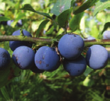 J F M A M J J A S O N D J F M A M J J A S O N D Prunus domestica Bleue de Belgique Pruim vorm: rond hoogte: 3-5 m breedte: 3-5 m plaats: zonnig, windbeschut bodem: humeus,