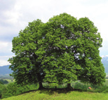 Tilia cordata Winterlinde, Kleinbladige linde Tilia mongolica Mongoolse linde Ulmus Camperdownii Prieel Iep vorm: breed eirond tot rond hoogte: 20-30 m breedte: 12-20 m plaats: zonnig tot schaduw,