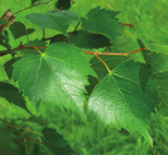 verharding, drachtboom lente: blad donkergroen onderzijde blauwgroen zomer: donkergroen blad, geurende bleekgele bloei herfst: geel blad, grijzige vruchtjes winter: glad grijze bast, olijfgroene tot