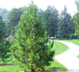 donkergroen blad Pinus cembra Siberische den, alpenden vorm: eerste smal, later breed piramidaal hoogte: 15-25 m breedte: 5-10 m plaats: zonnig, verdraagt stadsklimaat bodem: alle zone: 3-8