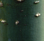 afschilferende bast, bruine vrucht Sophora japonica Honingboom, Japanse pagodenboom vorm: rond tot vaas, halfopen hoogte: 12-16 m breedte: 12-16 m plaats: zonnig, windbeschut, verdraagt strooizout