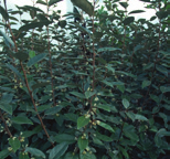 Elaeagnus angustifolia Smalbladige olijfwilg Elaeagnus multiflora Langstelige olijfwilg Lavandula angustifolia Lavendel vorm: brede hoge heester of kleine boom, ovaal hoogte: 4-8 m breedte: 5-7 m