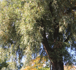 tuin, landschap Salix elaeagnus Angustifolia Rozemarijnwilg, grijze wilg vorm: bolle, opgaande heester hoogte: 1-2 m breedte: 1-2 m plaats: zonnig, verdraagt wind
