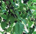 Morus alba Witte moerbei Phellodendron amurense Amur kurkboom Prunus padus Watereri Vogelkers, troskers vorm: rond, halfopen hoogte: 8-15 m breedte: 6-12 m plaats: zonnig, beschut bodem: