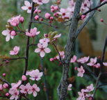 geelgroene bloei, groen blad herfst: geel blad, zwarte vrucht winter: grijsbruine gedoornde twijg, bruine bast lente: groen blad zomer: witte bloei, groen blad herfst: zwarte eetbare