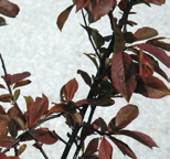 Prunus cerasifera Nigra Purperen kerspruim Prunus x cistena Purperbladige zandkers Cornus alba Kesselringii Witte kornoelje vorm: rond, dicht hoogte: 5-8 m breedte: 4-7 m plaats: